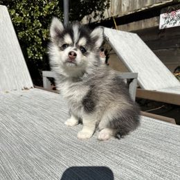 Pomsky Puppies from Lovely Pomsky