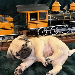 Pug Puppies from Purebred Pugs of Puget Sound