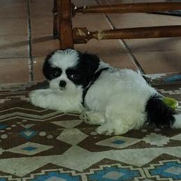 1 Sambo - Black and white male Shih Tzu puppy in Grand Prairie, Texas from R&R Shih-Tzus & Stud Services