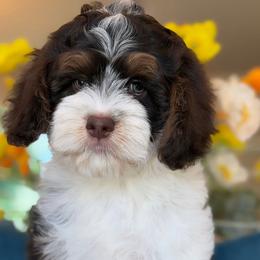Venice - Brown and white male Cockapoo puppy in Yuciapa, California from AlltheDoodlez_