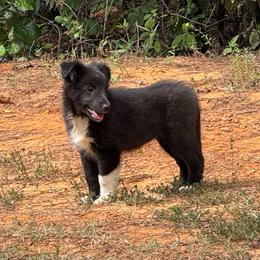 Bi Black Girl - Black and white female Shetland Sheepdog puppy in Shirley, Arkansas from Lucky Pups