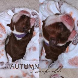 Autum - Red female Boston Terrier puppy in Bakersfield, California from Sacred Paw Sanctuary