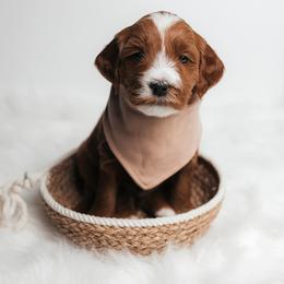 Oak - Red  male Goldendoodle puppy in New Lenox, Illinois from New Doods On The Block