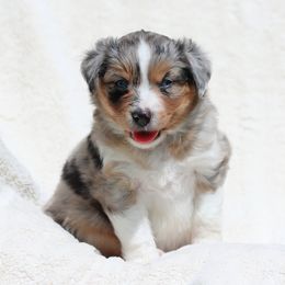 Miniature American Shepherd Puppies from Azure Sky Minis