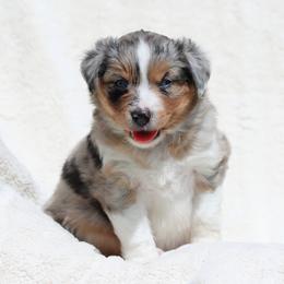 Miniature American Shepherd Puppies from Azure Sky Minis