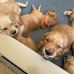 Golden Retriever Puppies from Retrieving Goldens