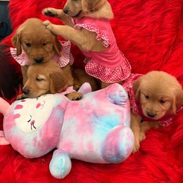 Golden Retriever Puppies from American True Golden retriever