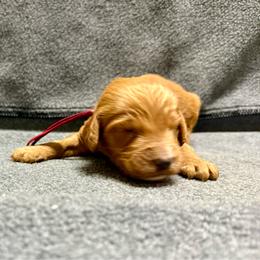 Maroon - Red  male Goldendoodle puppy in Celina, Texas from Kennedy Doodles