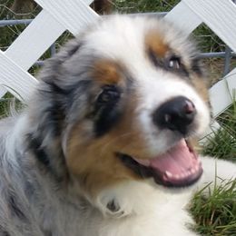 Australian Shepherds from Sarco Creek Ranch