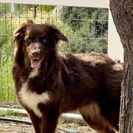 Eadith Bea - Australian Shepherd