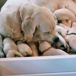 Puppy - Light golden female Golden Retriever puppy in Waynesburg, Ohio from Avalon English Retrievers