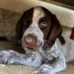 Tuff - German Shorthaired Pointer puppy from GSP Pointer Family