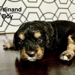 Ferdinand - Cavapoo puppy from Cupcake Cavaliers and Cavapoos