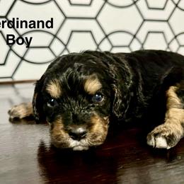 Ferdinand - Cavapoo puppy from Cupcake Cavaliers and Cavapoos