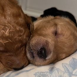 Goldendoodles and Poodles from Poodlesndoodles