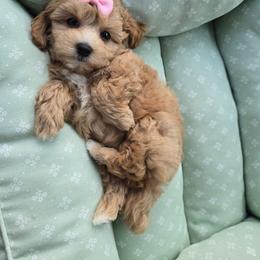 Jessica - Apricot female Maltipoo puppy in Washington from Mt.BakerPoodles&Doodles