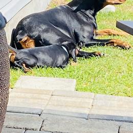 Doberman Pinscher Puppies from TeatreeDoberman