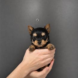 Teddy - Black and gold male Yorkshire Terrier puppy in Glendale, California from Los Angeles Teacup Yorkie