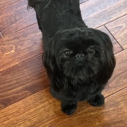 Bella - Shih Tzu