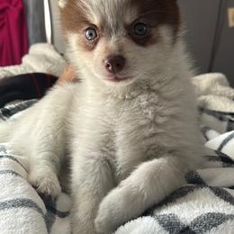 Keeva - Chocolate male Pomsky puppy in Johnston, Rhode Island from Puppy Love Heaven