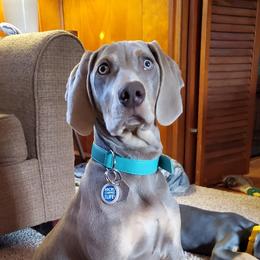 Honey  - Weimaraner