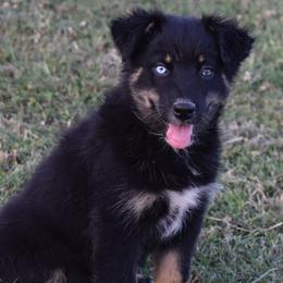 PYPER - Black tri-color female Australian Shepherd puppy in Nowata, Oklahoma from 4Feathers