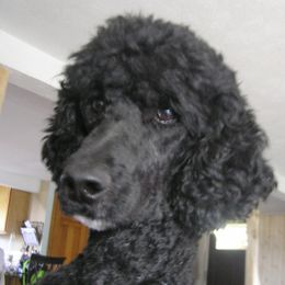 Mikki - Goldendoodle