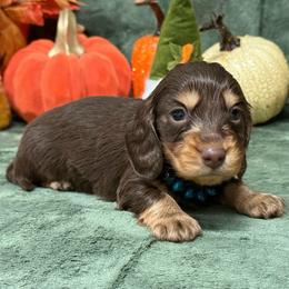 Cash - Chocolate and cream male Dachshund puppy in Lincoln, Arkansas from Red Dirt Dachshunds