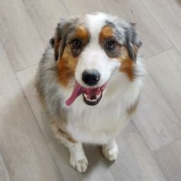 Sage - Australian Shepherd