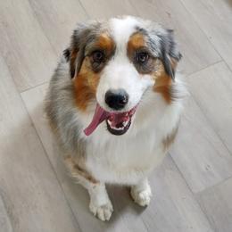 Sage - Australian Shepherd
