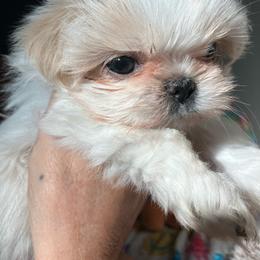 Mighty Mouse - Cream and white male Shih Tzu puppy in Fountain, Florida from Simply Shih Tzu