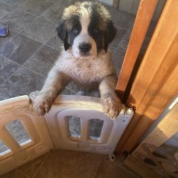 Saint Bernard All Grown Up from BnC Breeders