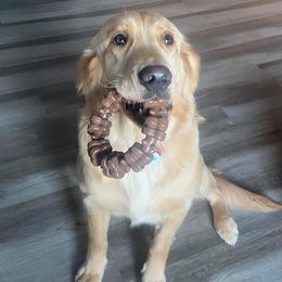 Honey - Golden Retriever