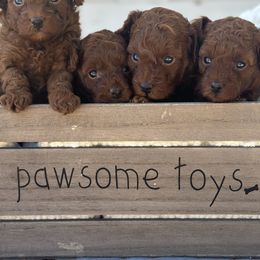 Poodles from Our Poodiful Life