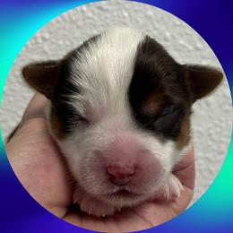 Mario - Chocolate, tan and white male Yorkshire Terrier puppy in Bonney Lake, Washington from Enchanted Yorkies