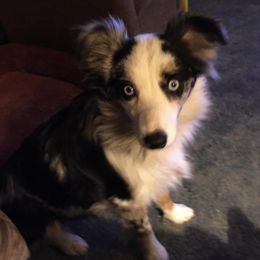 Chihuahuas and Toy Australian Shepherds from TNT Toy Aussies