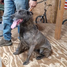 Breeze - Dutch Shepherd