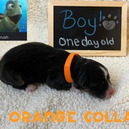 Australian Shepherd Puppies from Kayla's Aussies