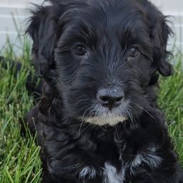 Pink Collar Girl - Portuguese Water Dog puppy from Utah Lake Porties