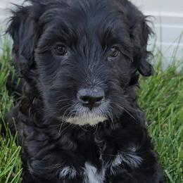 Pink Collar Girl - Portuguese Water Dog puppy from Utah Lake Porties