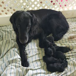 Girl 3 - Black female Flat-Coated Retriever puppy in Stillwater, Minnesota from Whirlwind Flat-Coated Retrievers