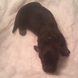 DBs Barbara Heller - Black and cream female Dachshund puppy in Summerfield, Florida from D & B Ranchette