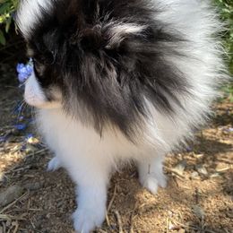 Pomeranian, Pomsky, and Siberian Husky Puppies from Pine and Sea Pomskies