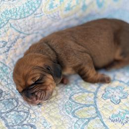 Ginger - Mahogany and white female Basset Hound puppy in Pflugerville, Texas from Mountain Momma Bassets