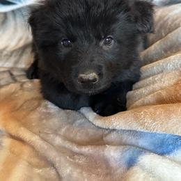 Dirte - Black male German Shepherd puppy in Jennings, Kansas from Lost Creek German Shepherds LLC