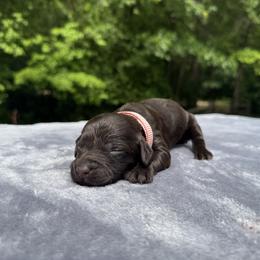 Girl 1 - female Boykin Spaniel puppy in Comer, Georgia from Weavers Kennels