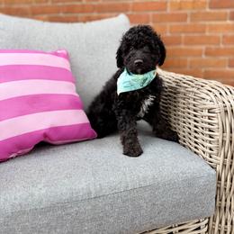 Moose, Ready Now - Phantom male Goldendoodle puppy in Upper Sandusky, Ohio from Rock Run Homestead