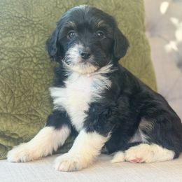Hay Ride - Black tri-color male Aussiedoodle puppy in Granbury, Texas from Triple Cross Doodles