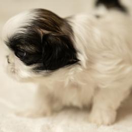 Shih Tzu Puppies from Good Lil Shih Tzu