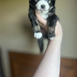 Shadow - male Miniature Australian Shepherd puppy in Weatherford, Texas from F & T Aussies